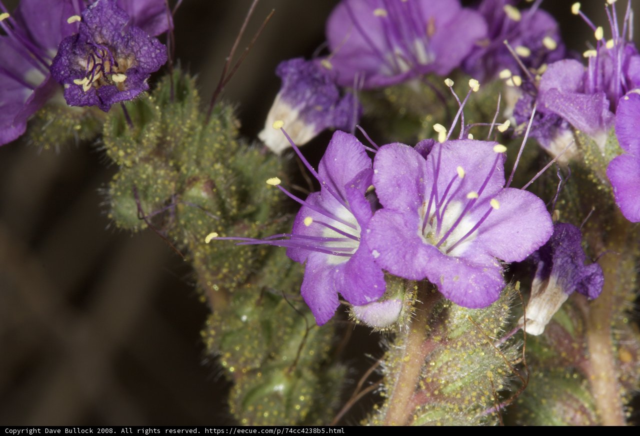 Radiant Purple Blooms in the Desolate Desert