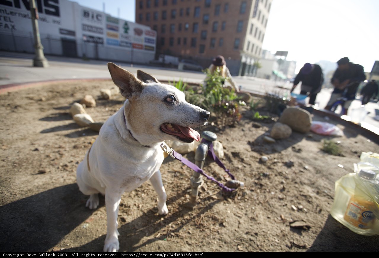 Man and Dog Take a Break from Gardening Adventures