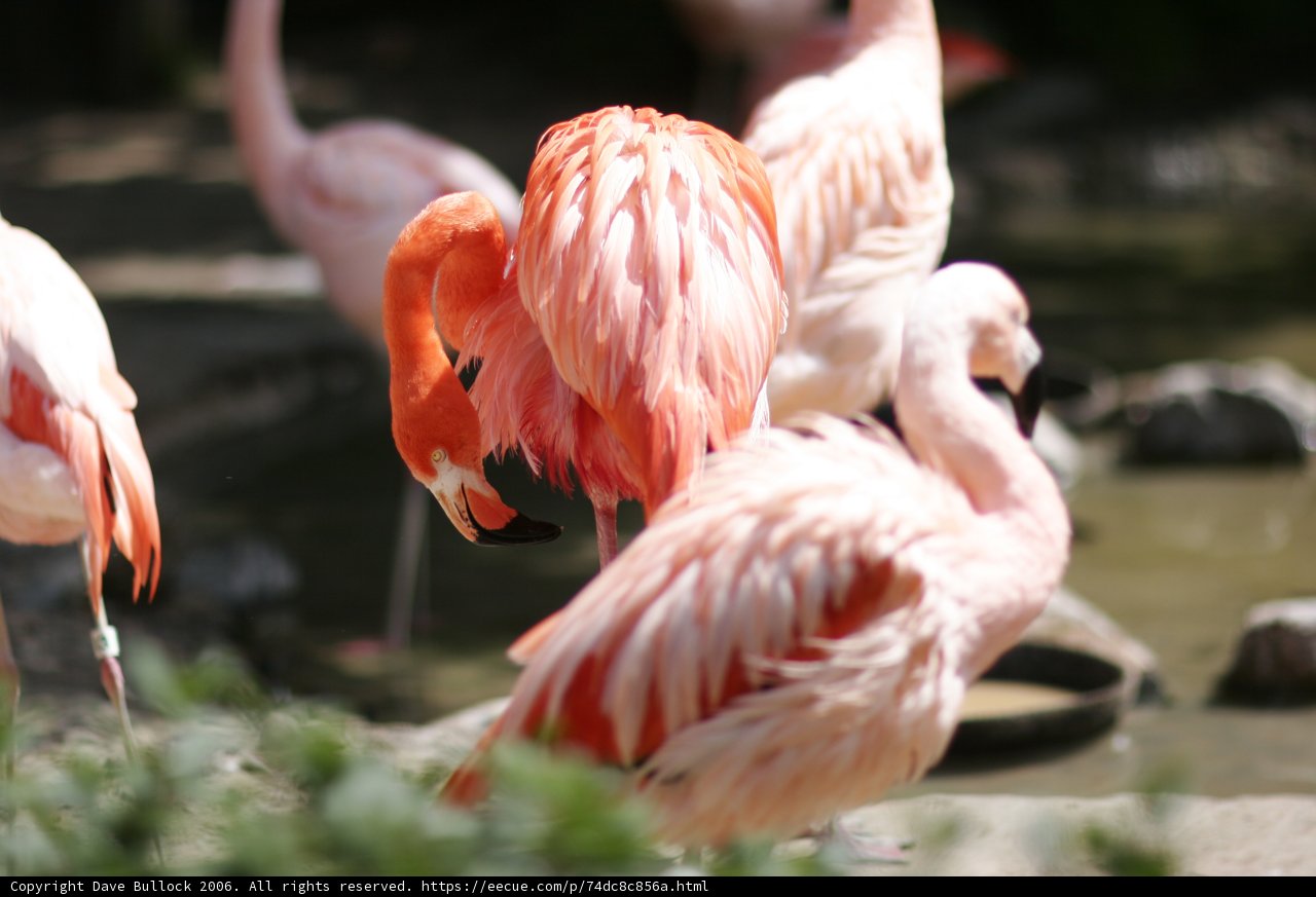 Flock of Flamingos