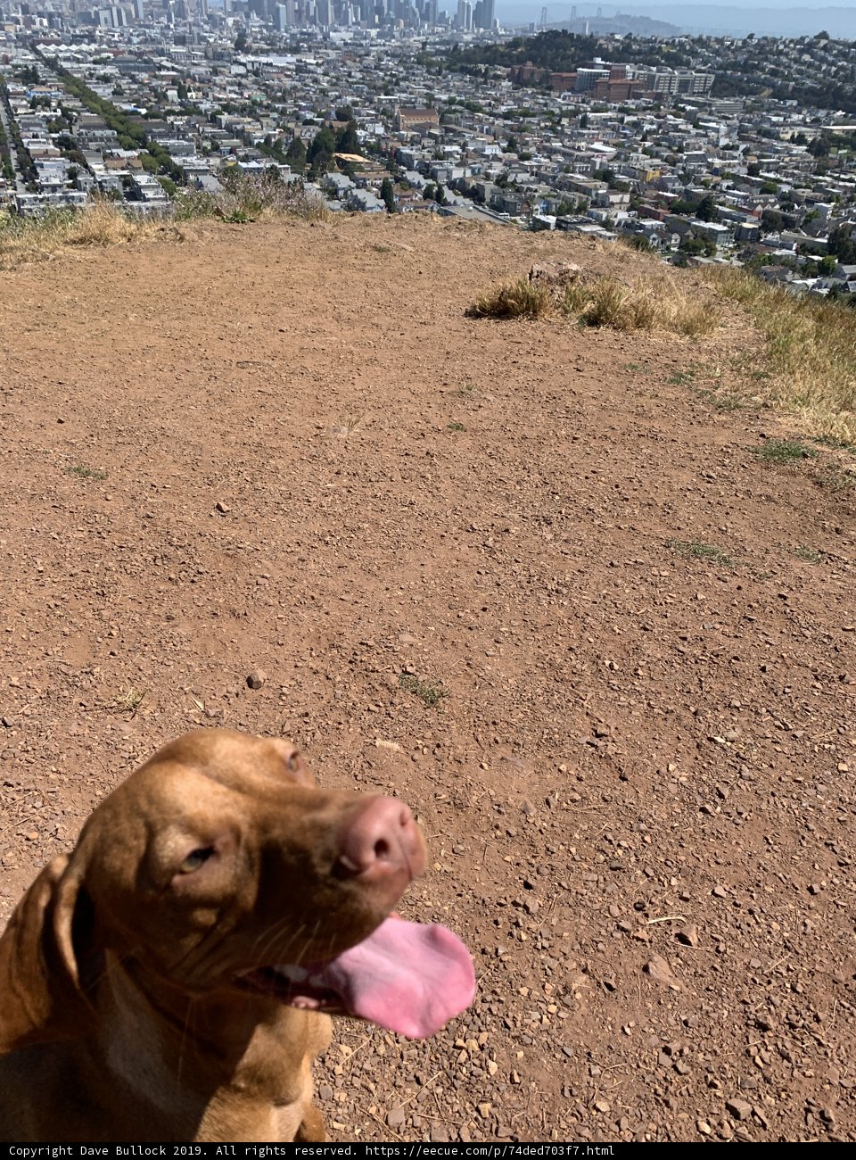 City Living Pup