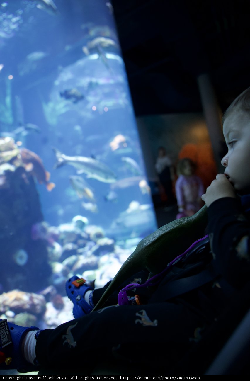 Undersea Exploration at the Academy of Sciences