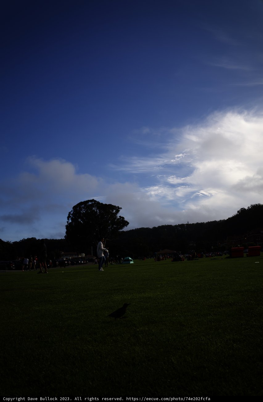 Summer Fun at Presidio - Canine Style!