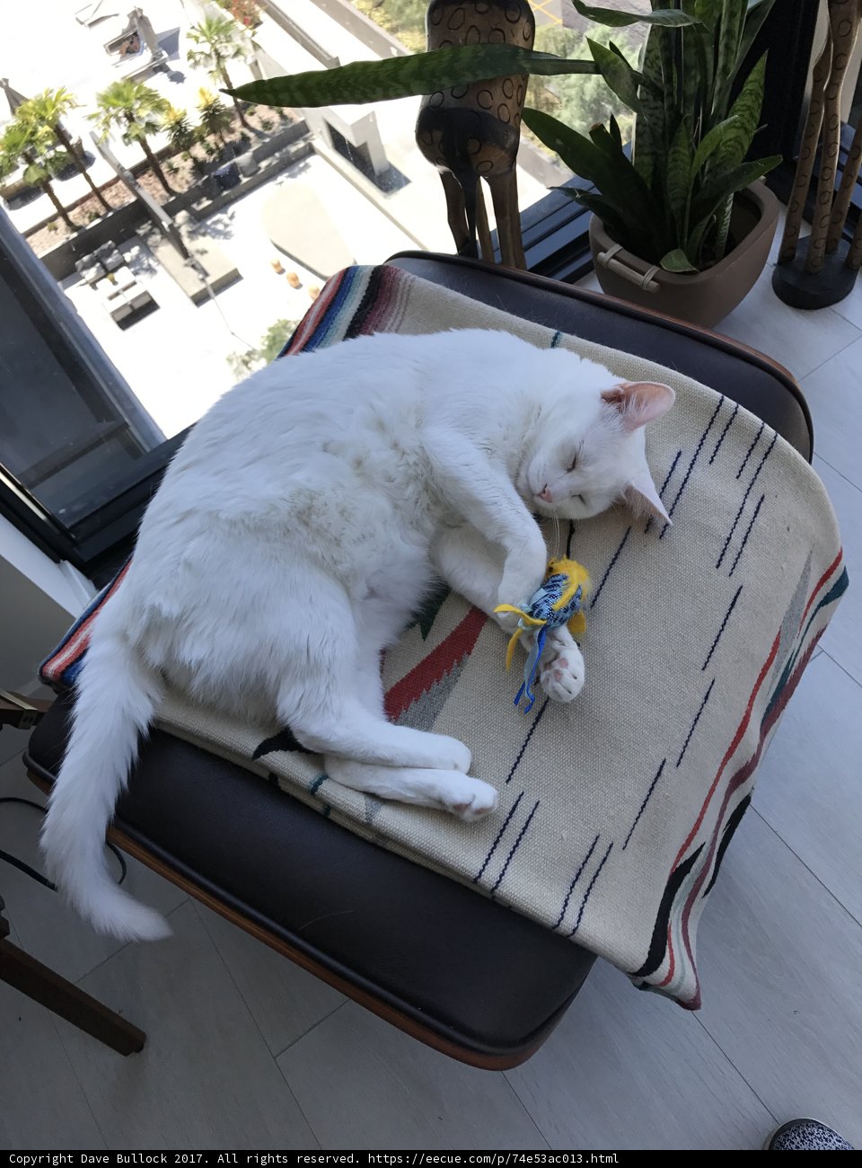 White Cat Relaxing on a Chair with Toy