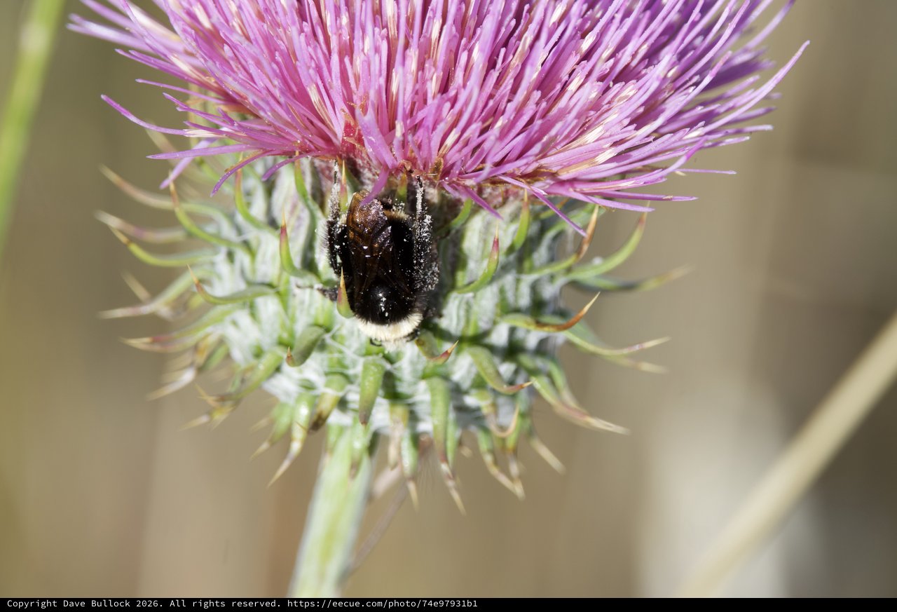 Bumblebee Foraging on Purple Thistle Bloom