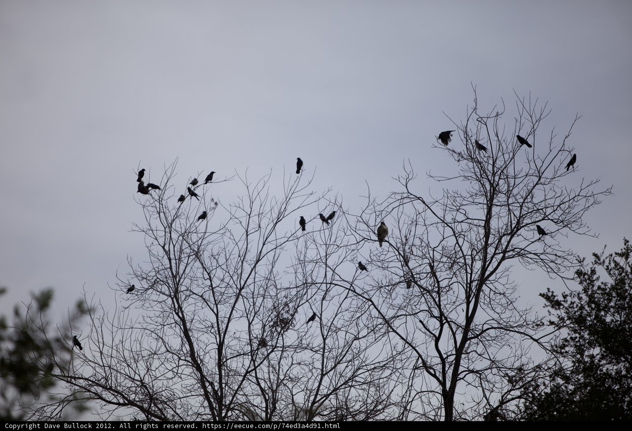 A Silhouette of 24 Birds on Bare Branches