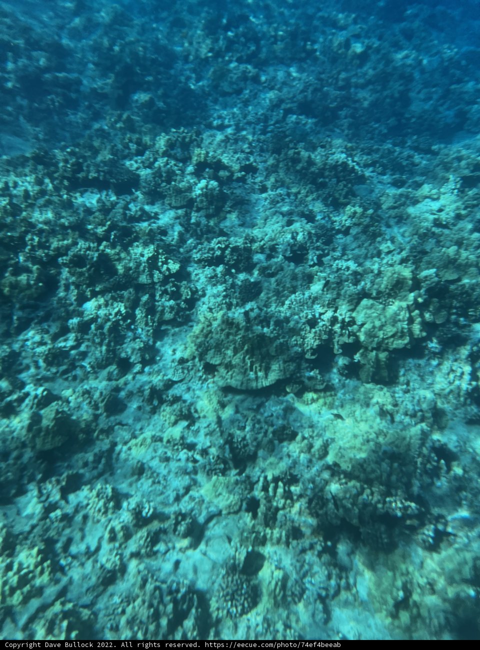 Colorful Life Beneath the Waves
