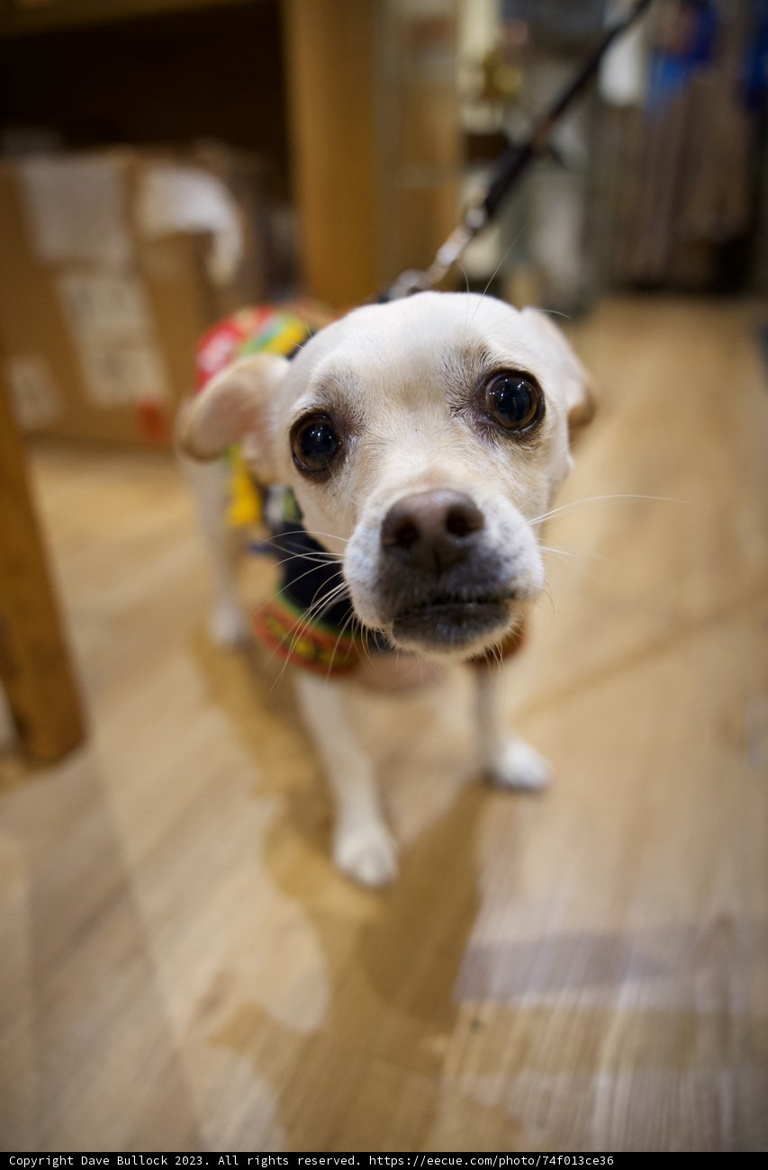 Hopeful Eyes in Japan Town Skyela