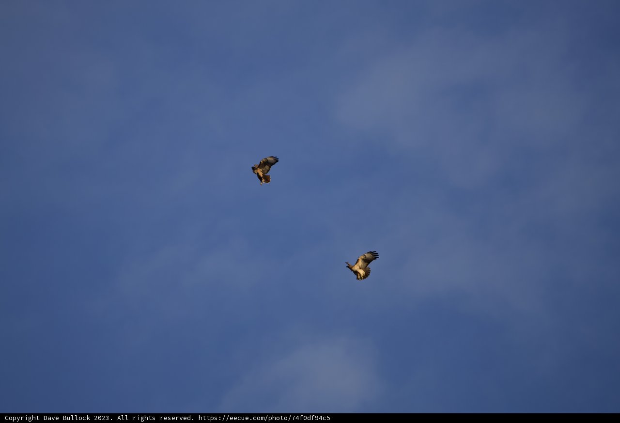 Aerobatic Duo in the Skies of Lake Merced