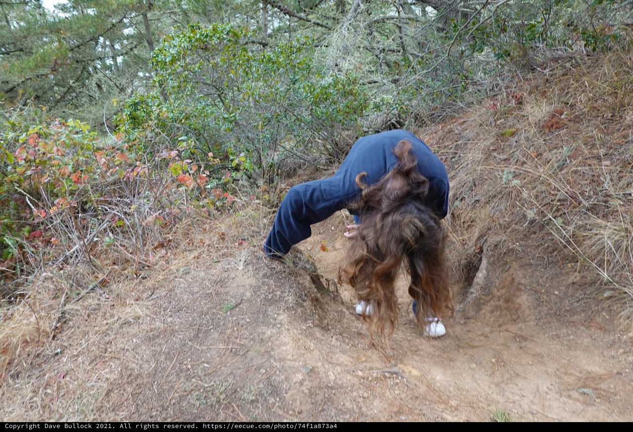 Person Wrestling with Large Shaggy Dog Outdoors