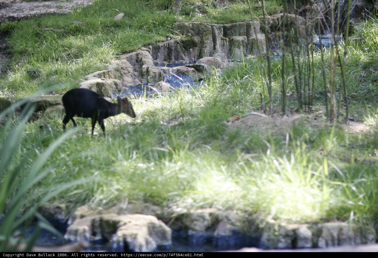 Goat Grazing by the Stream