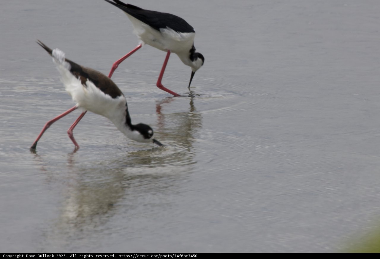 Graceful Foragers