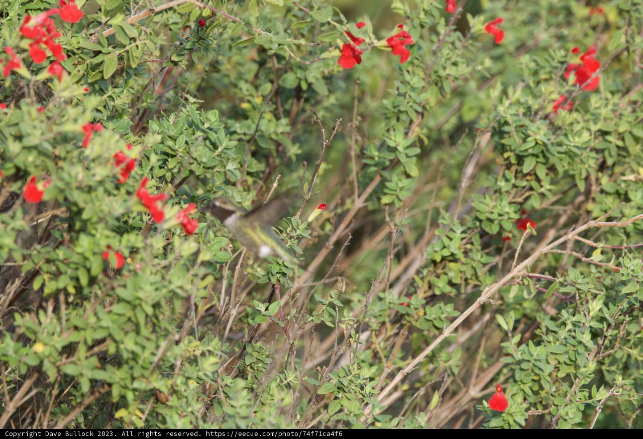 A Mid-Flight Marvel Amidst Ruby Red Geraniums