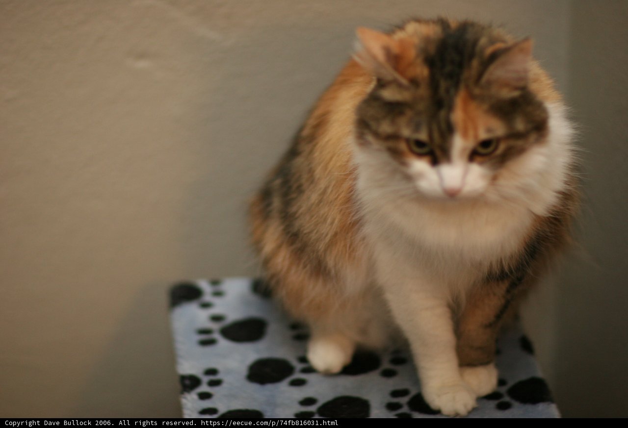Calico Cat Nap