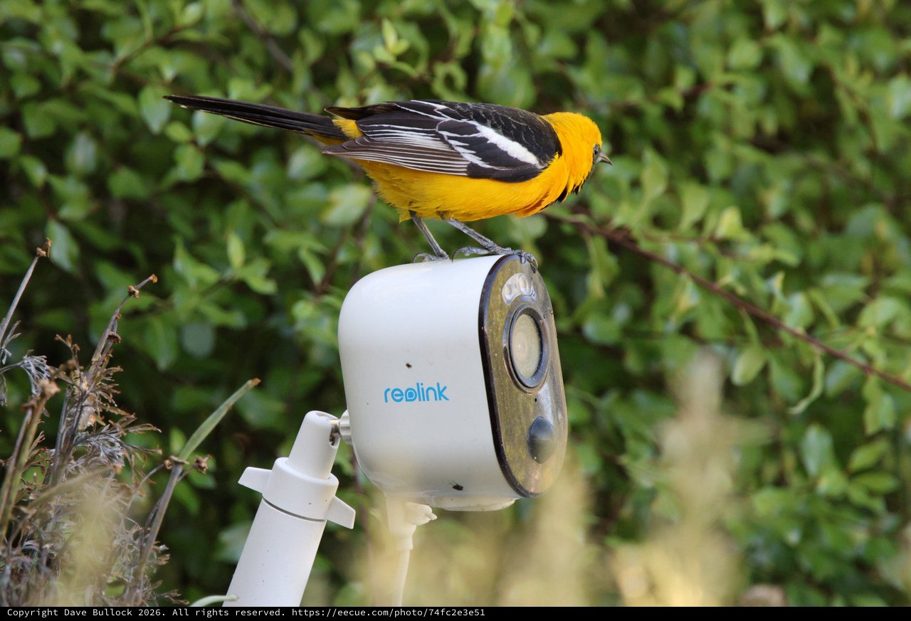 Hooded Oriole Perched on Security Camera