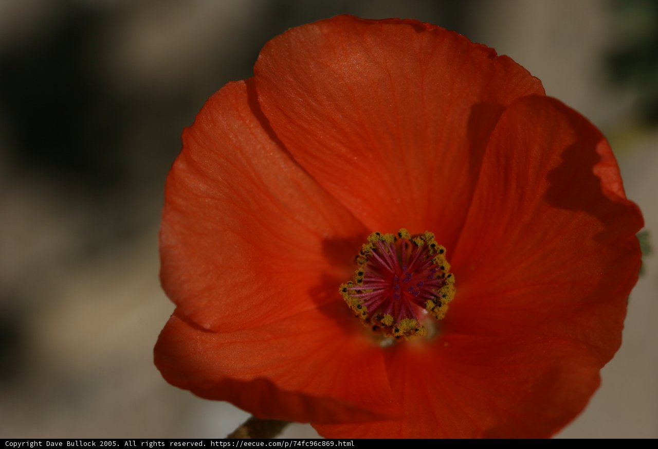 Vibrant Geranium Blossom