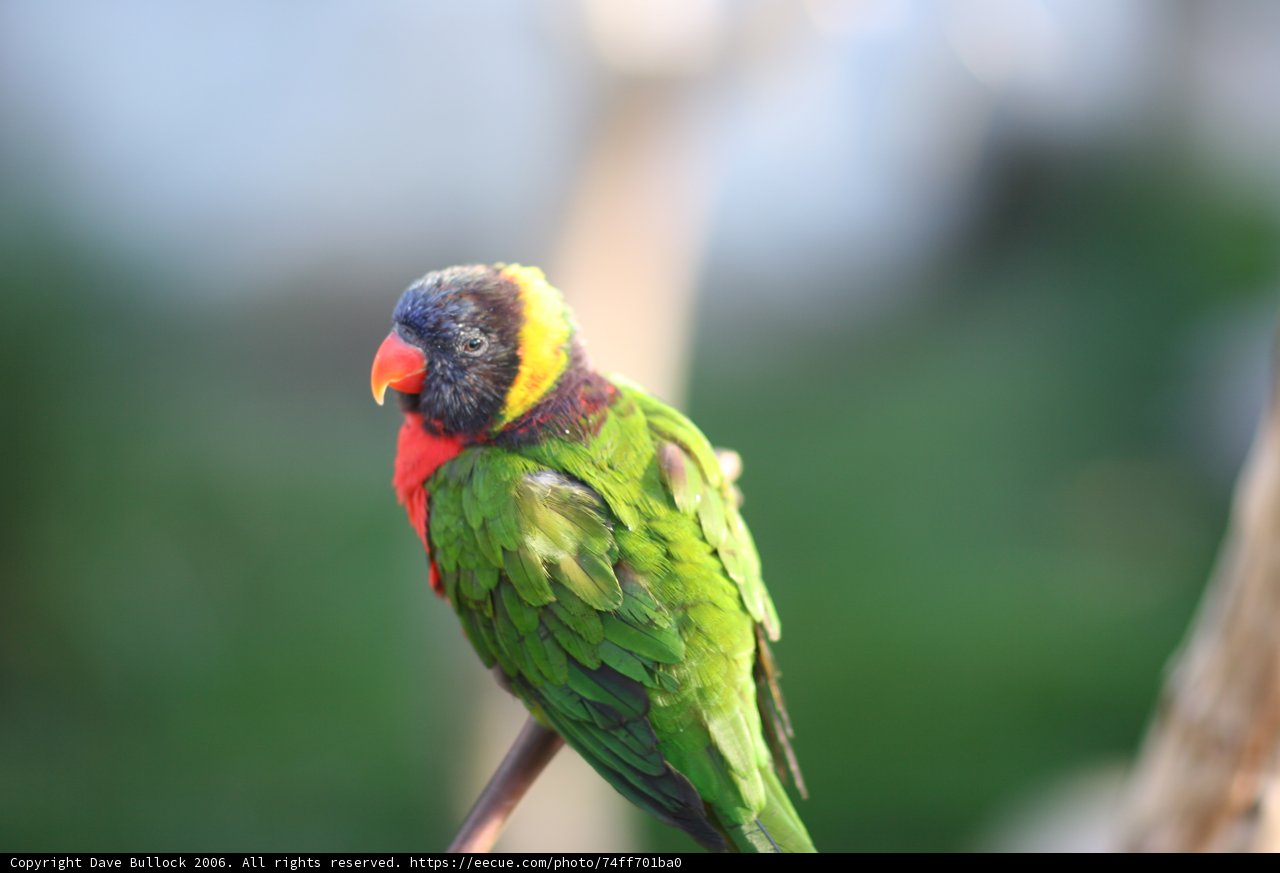 Vibrant Parakeet on Branch