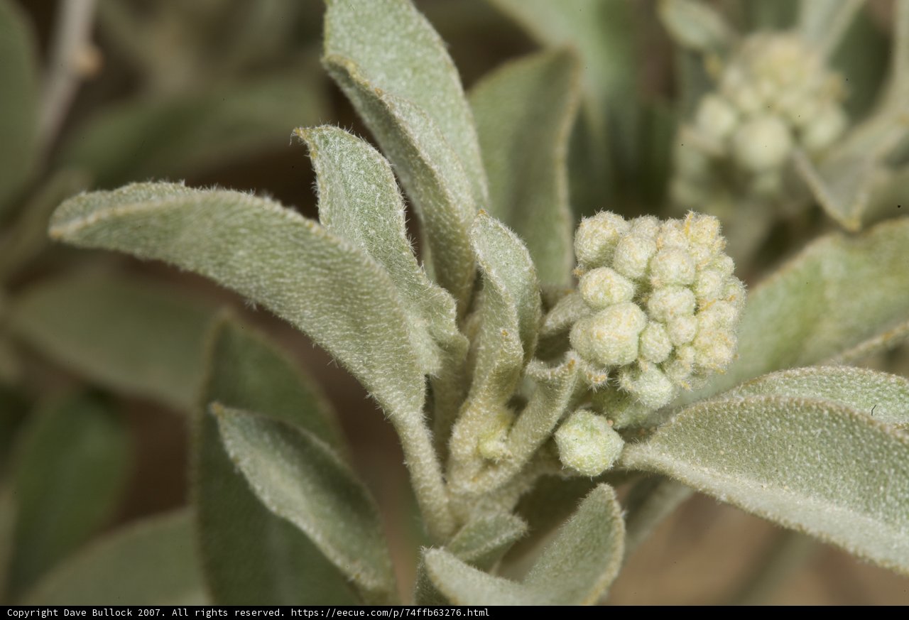 Close-up of a grass plant with white flowers