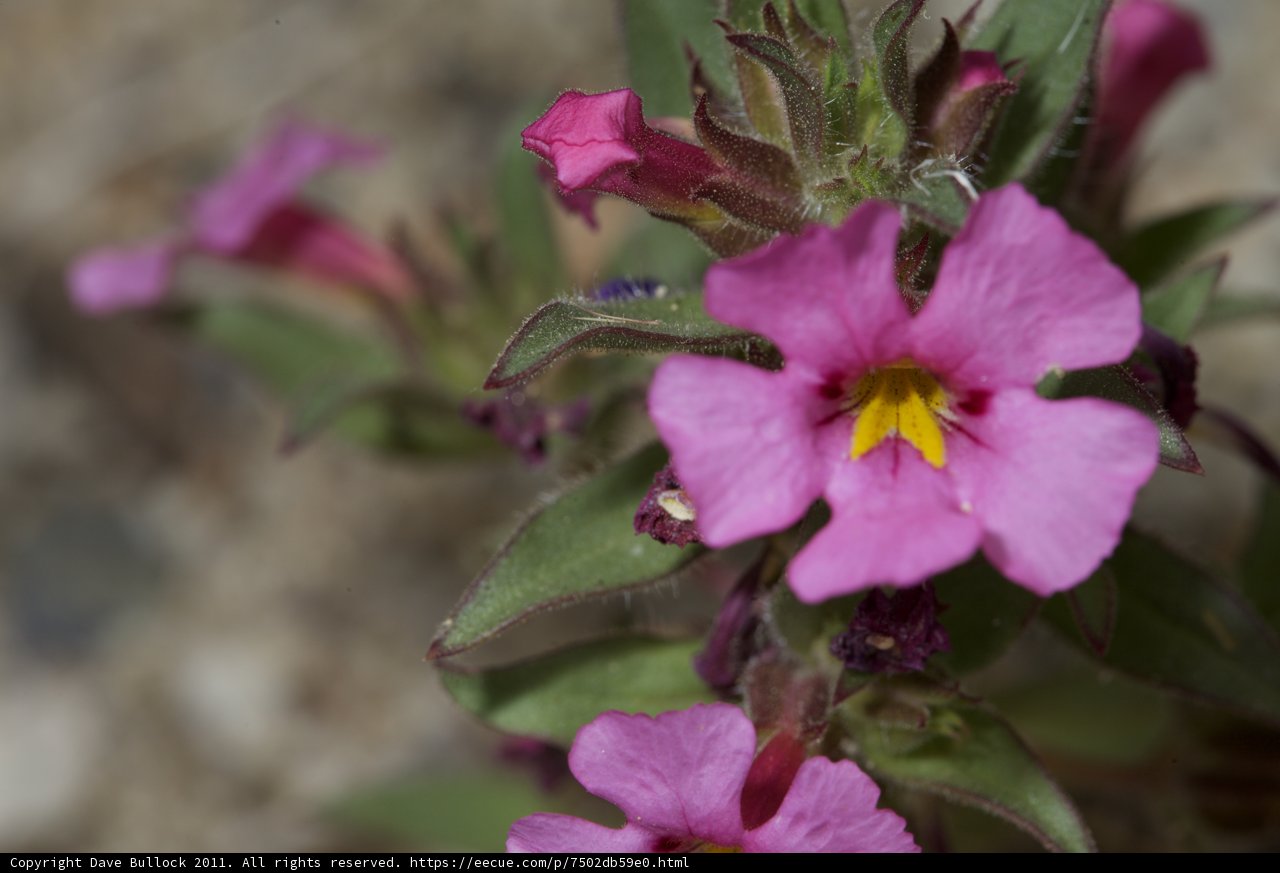 Pink Geranium Flower with Yellow Centers