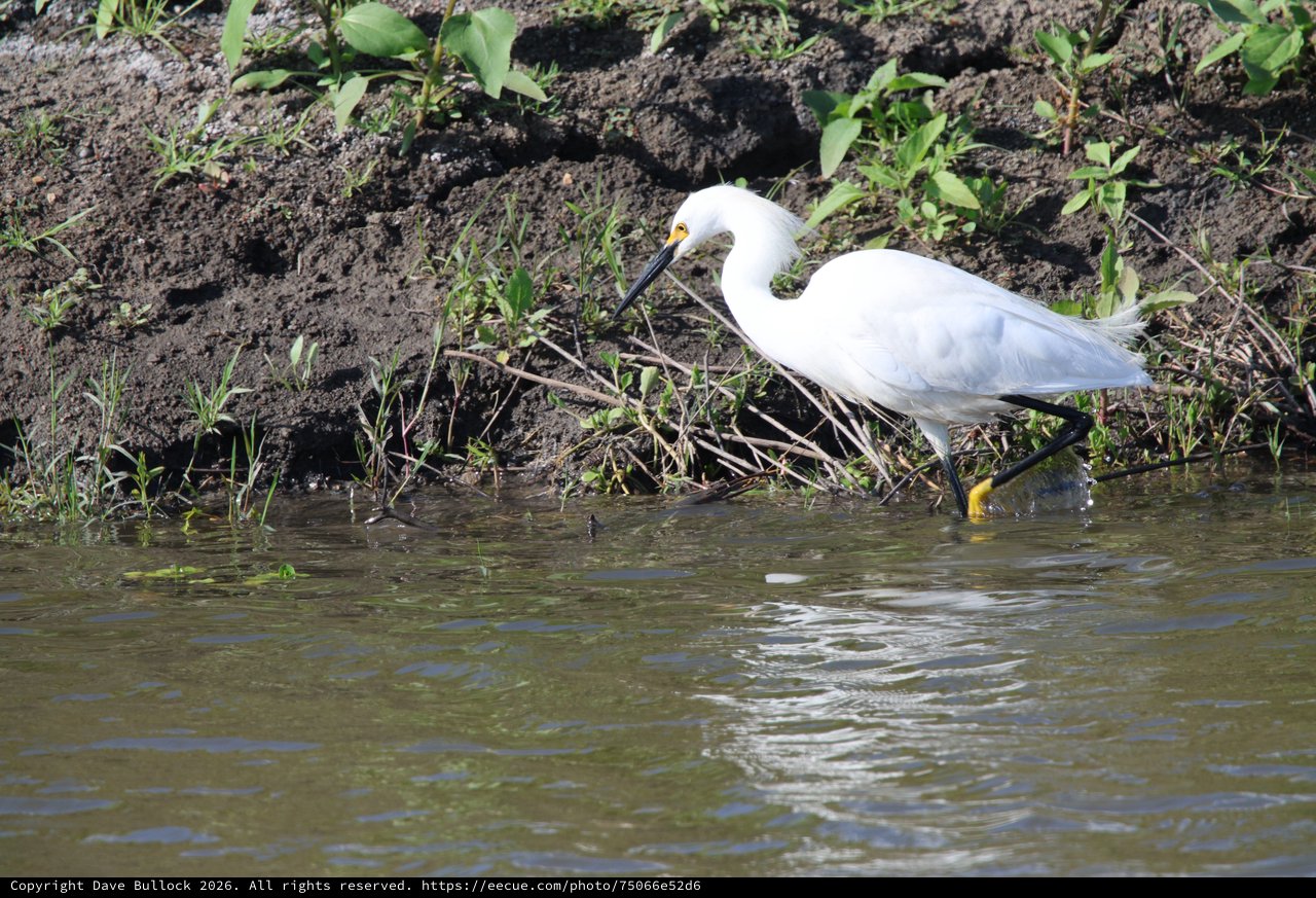 Snowy Egret Foraging at Water's Edge