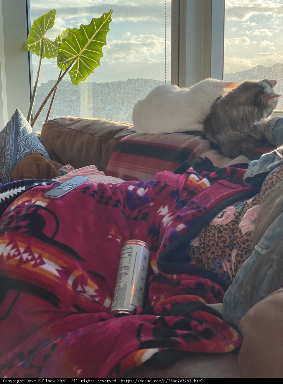Comfy Couch Company