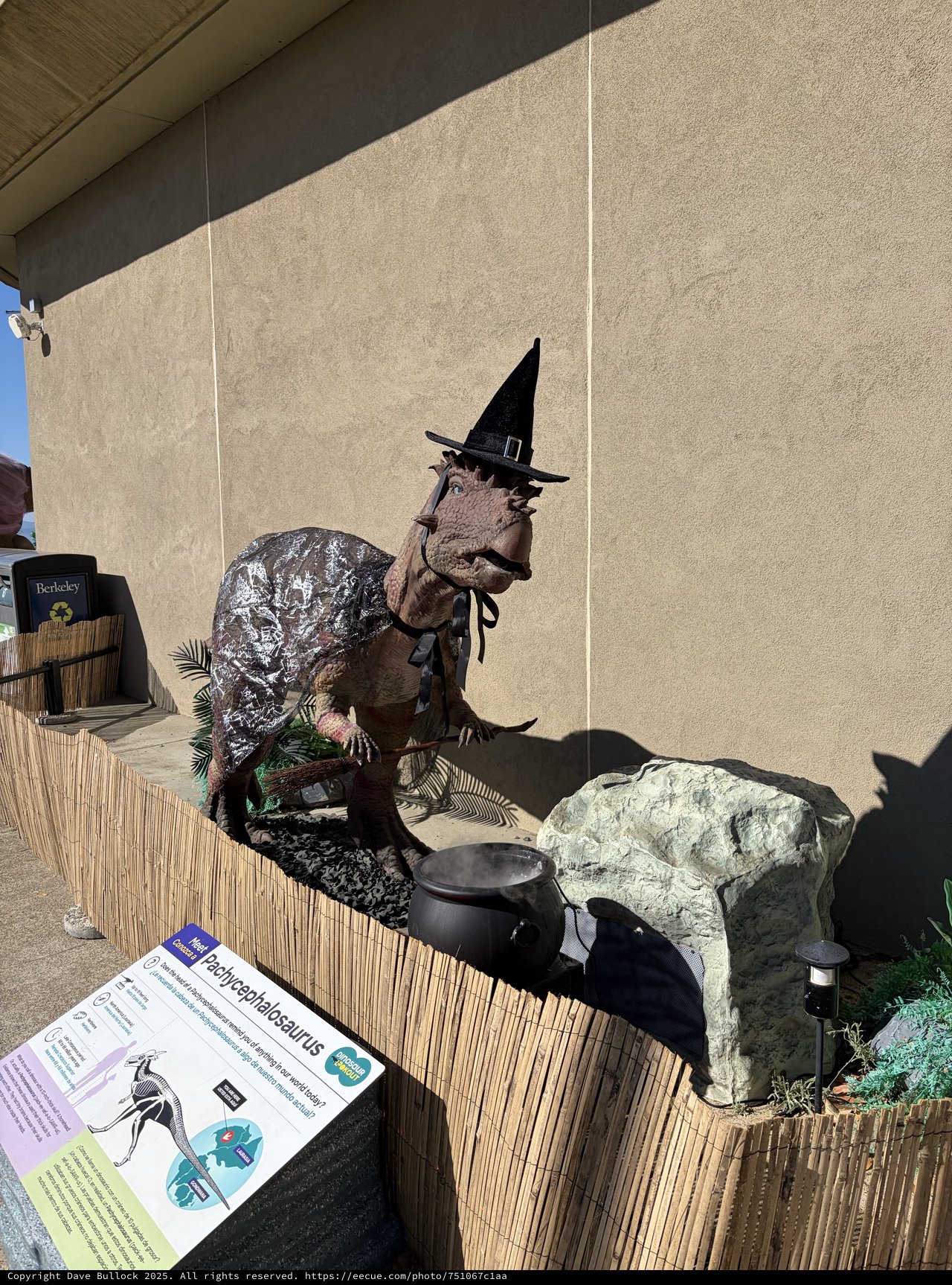 Pachycephalosaurus Dinosaur Display in Witch's Hat Halloween Costume