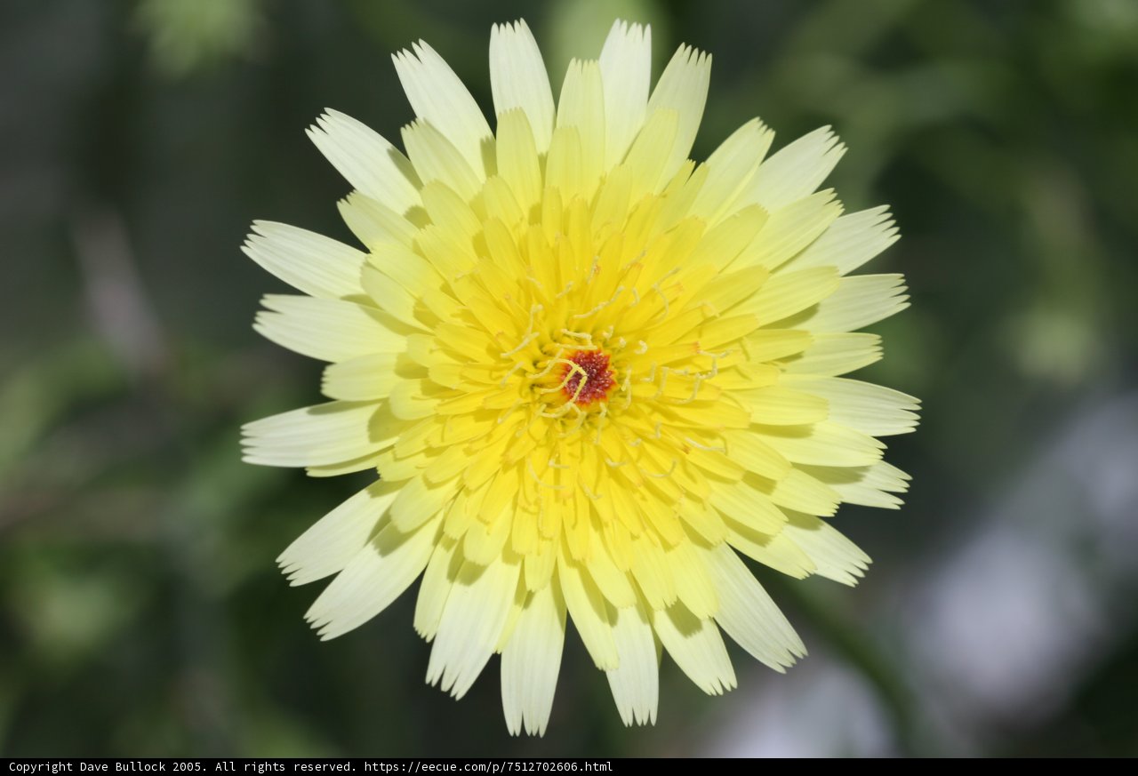 Sunny Daisy