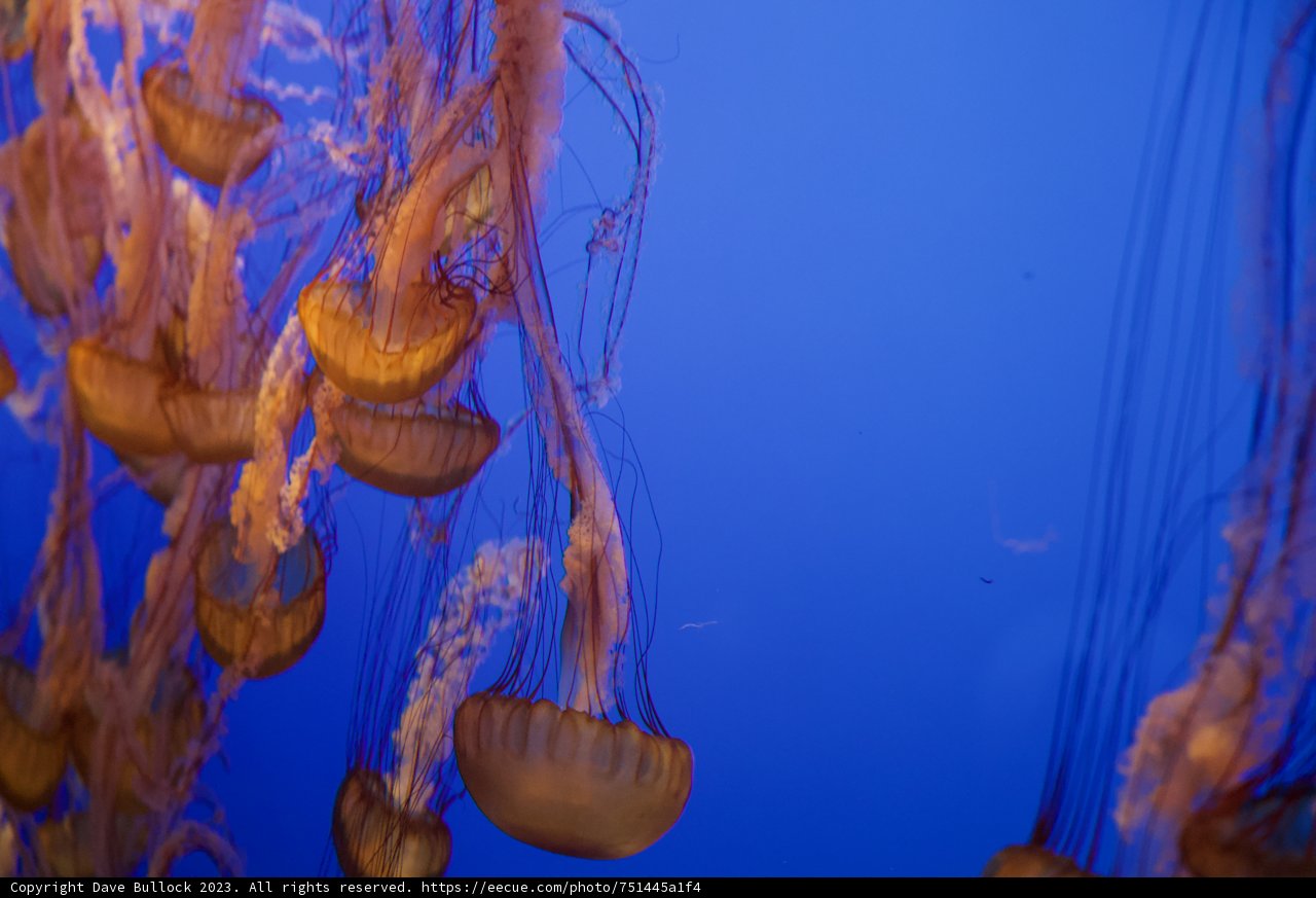 The Enchanting Dance of the Jellyfish