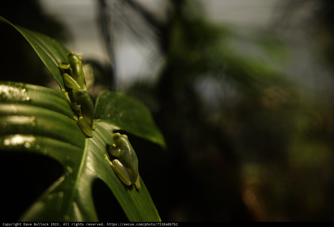 Rainforest Rendezvous