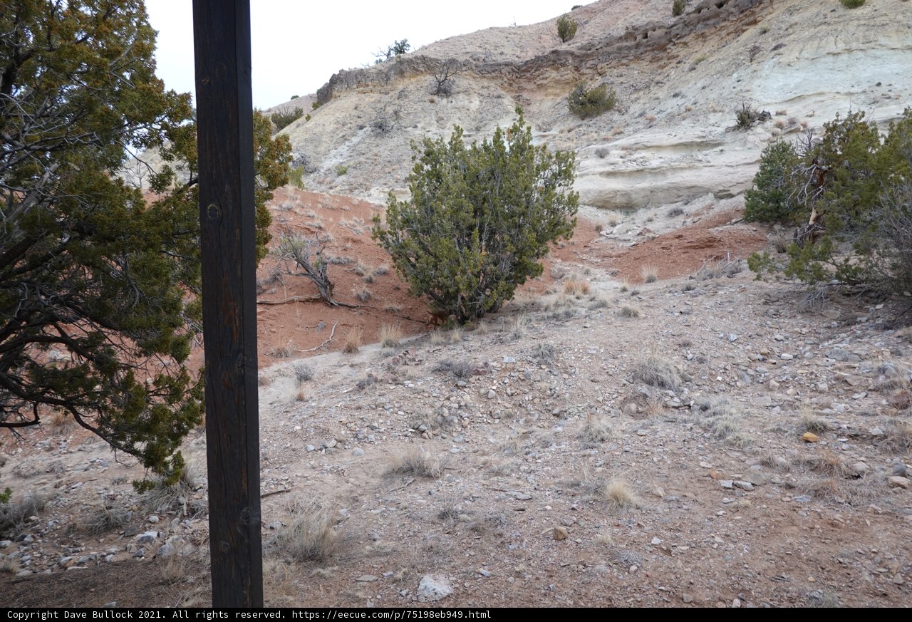 Tree on the Dirt Road