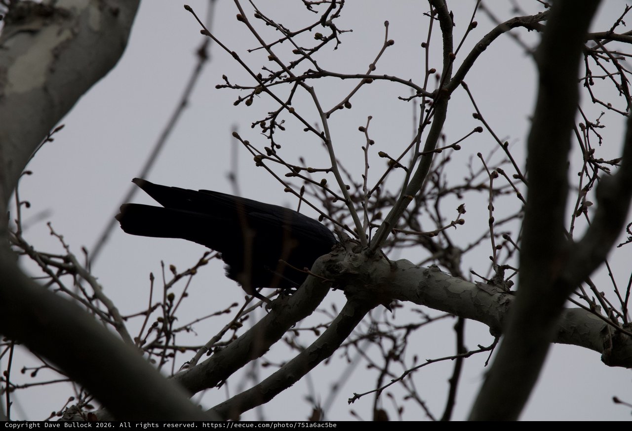 Silhouetted Hawk Perched on Bare Winter Branches