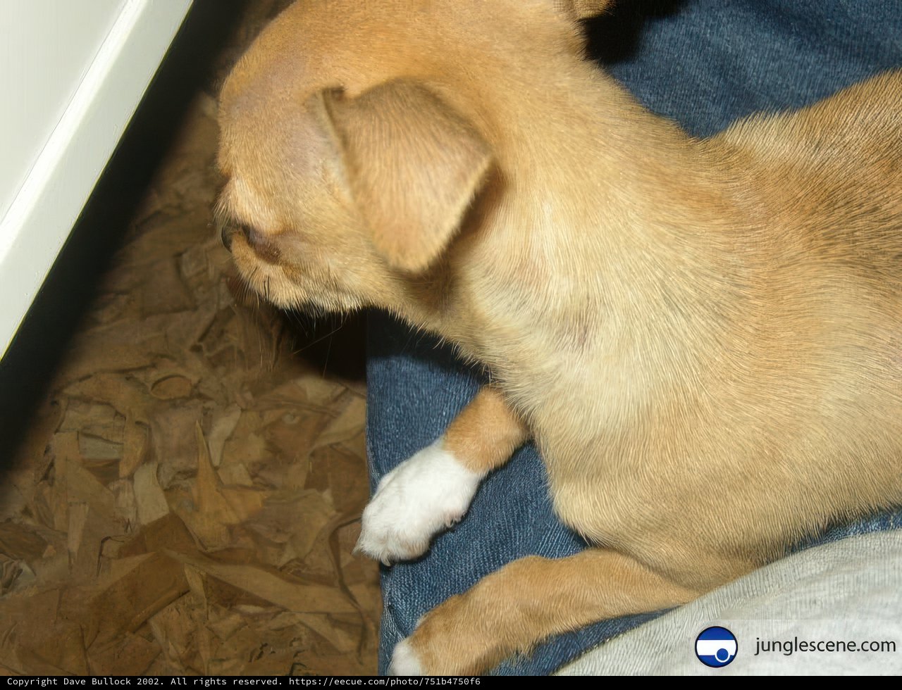 Canine Comfort