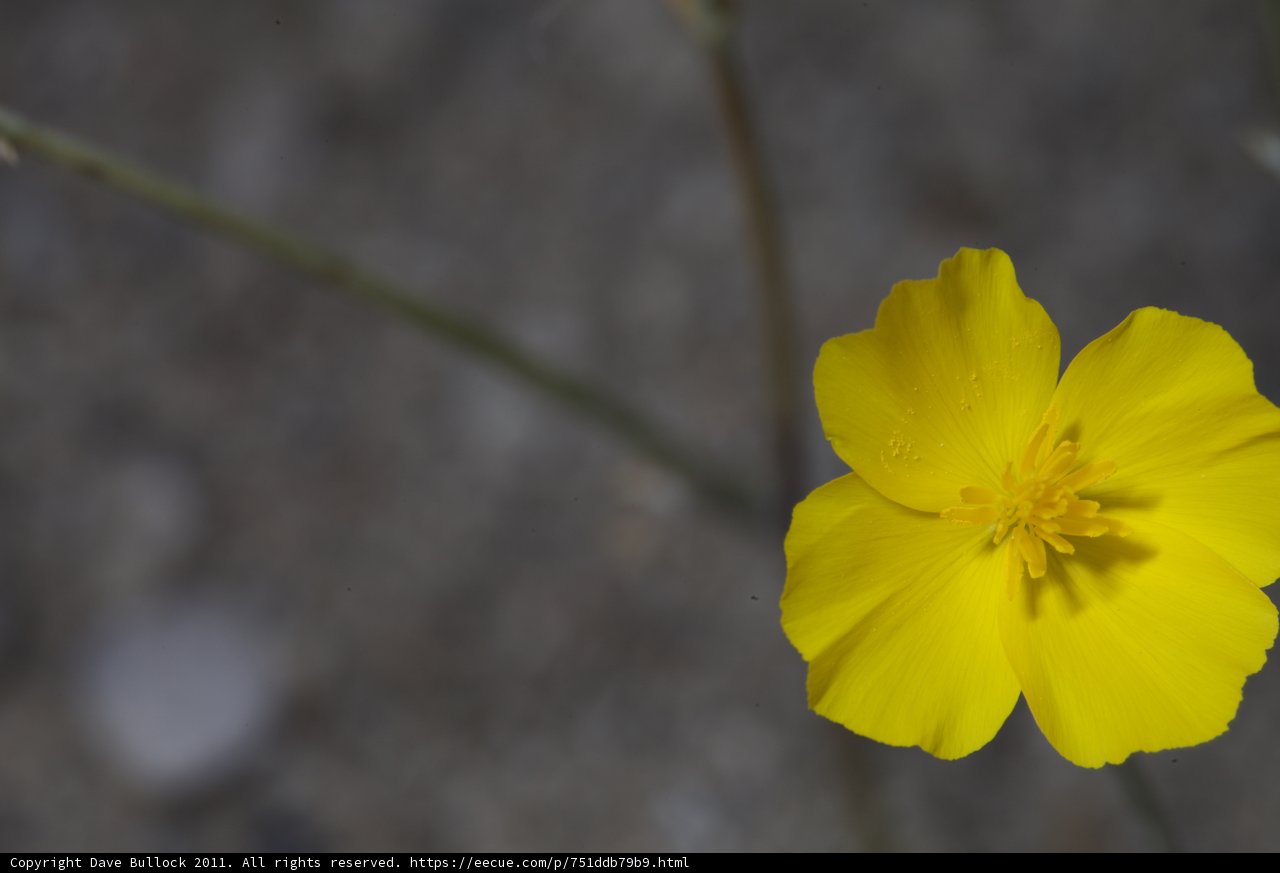 Golden Geranium