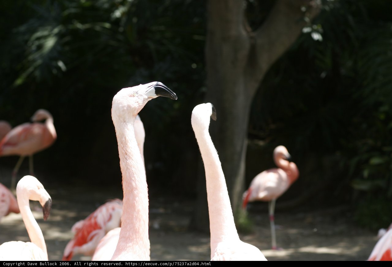 Flock of Fabulous Flamingos