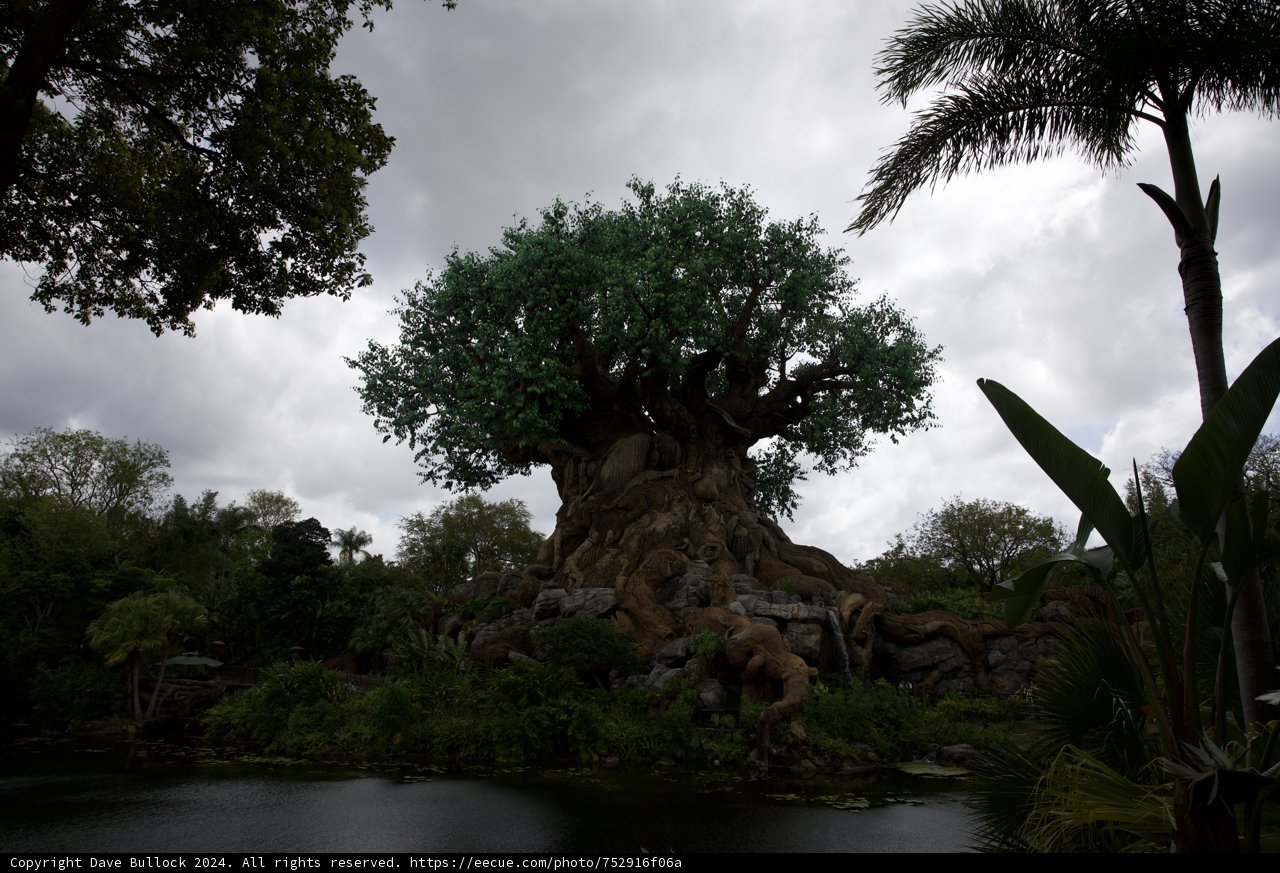 Magical Moments: The Tree of Life