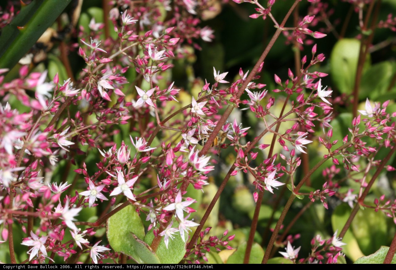 Pink and White Geranium