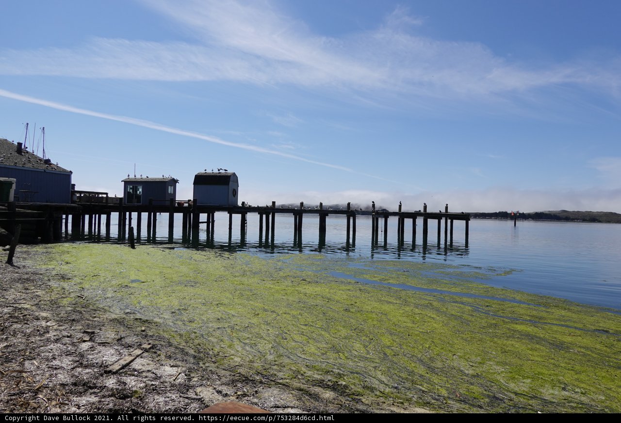 Algae-Covered Pier on a Clear Day