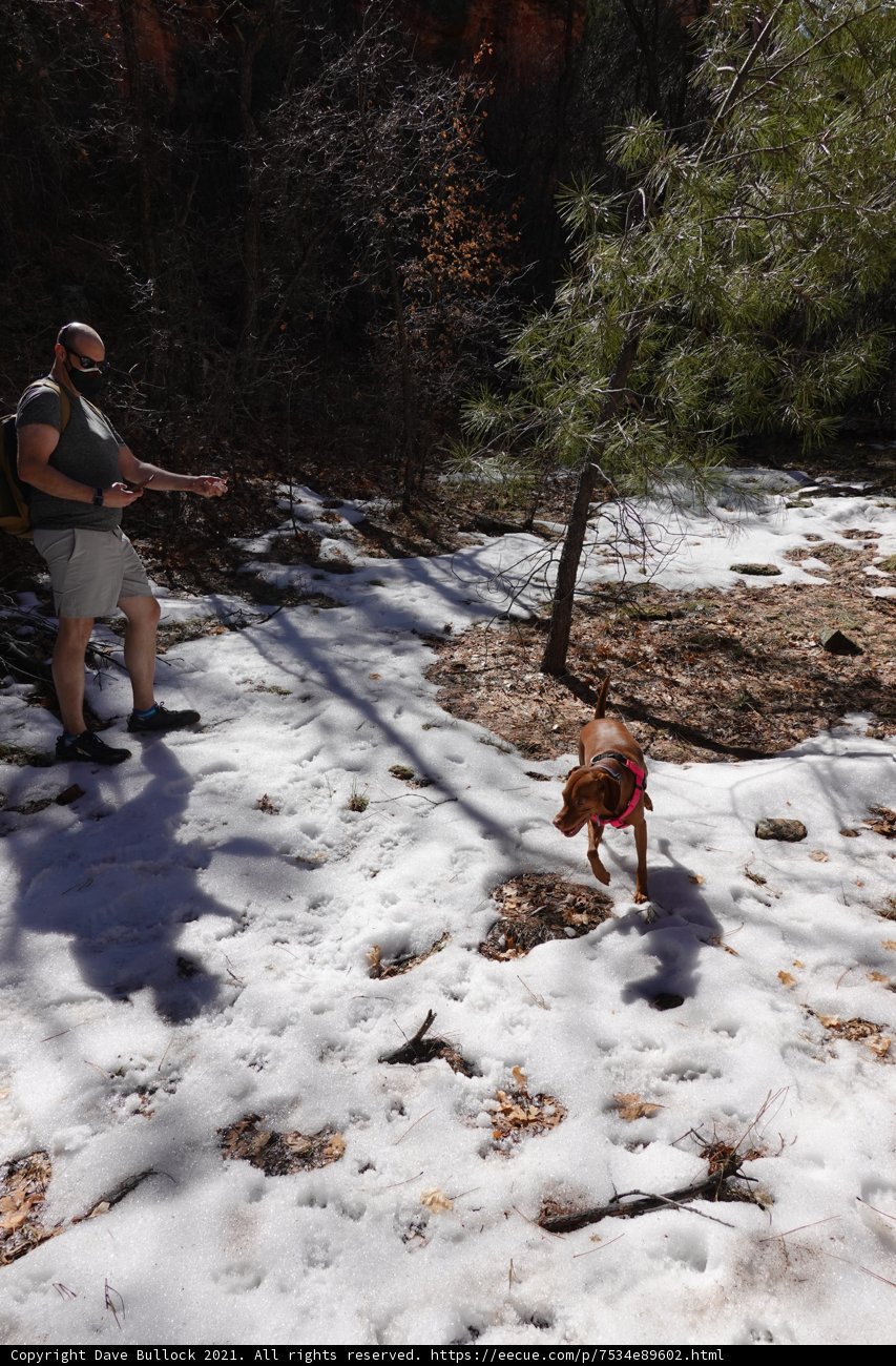 Winter Playtime with Man's Best Friend