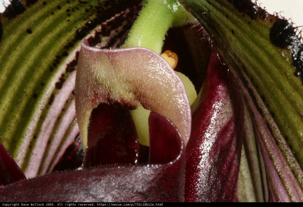Captivating Orchid Flower