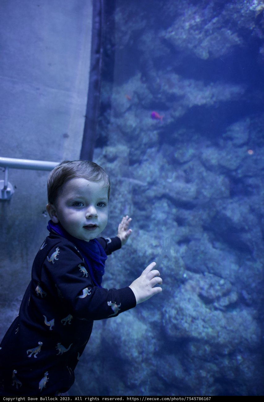Baby's Fascination with Marine Life