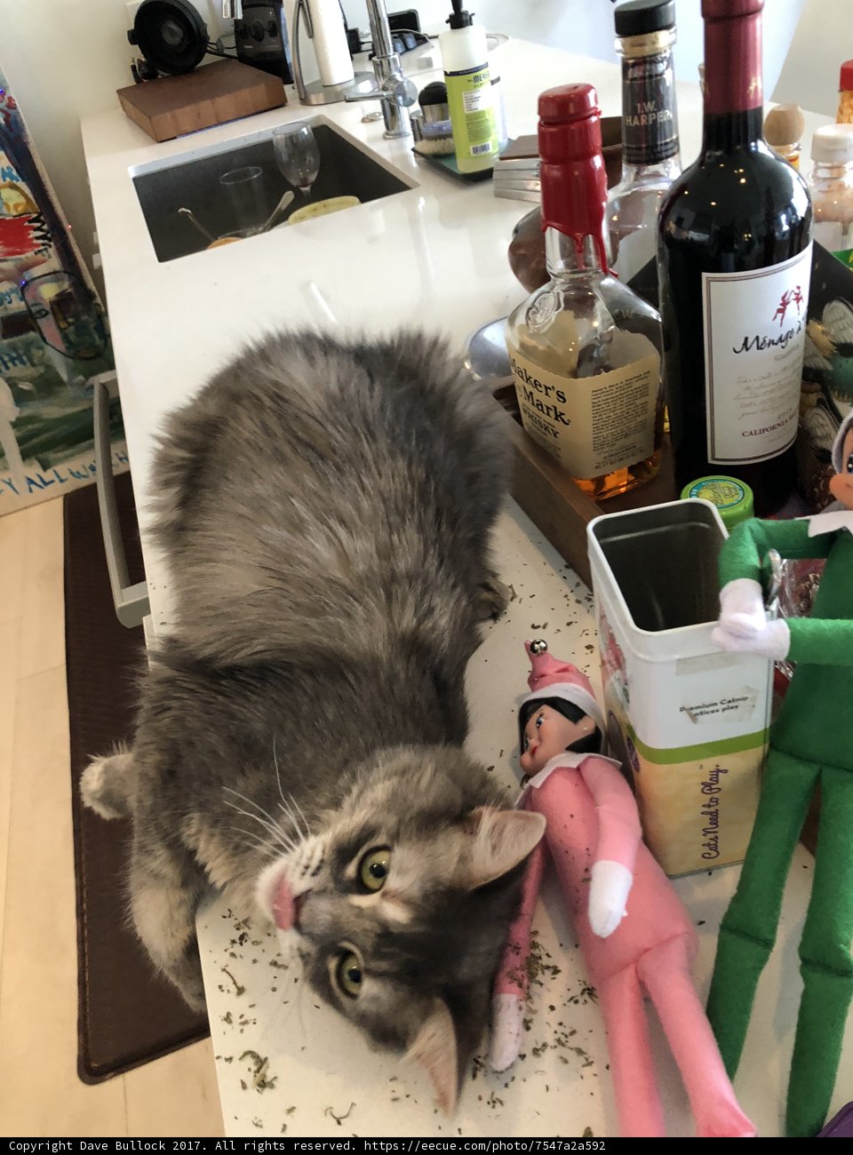 Feline Connoisseur
