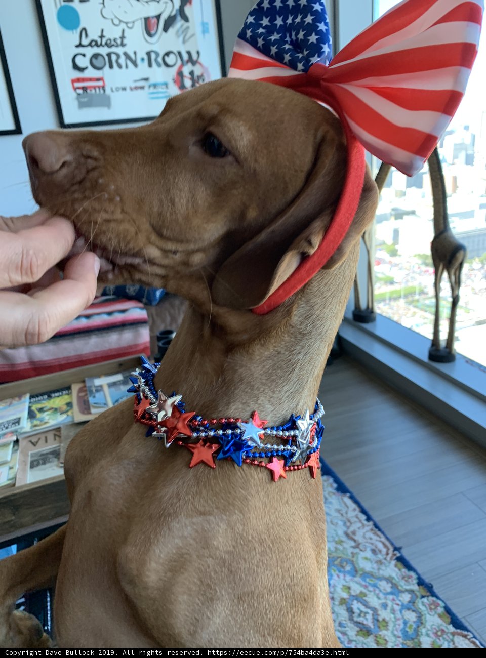 Patriotic Pooch