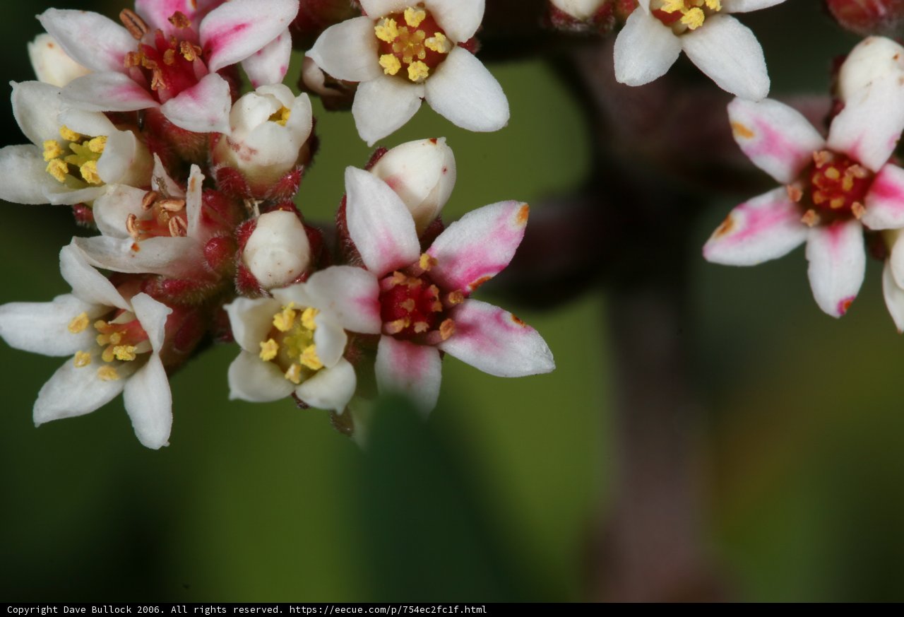 Spring Blossoms