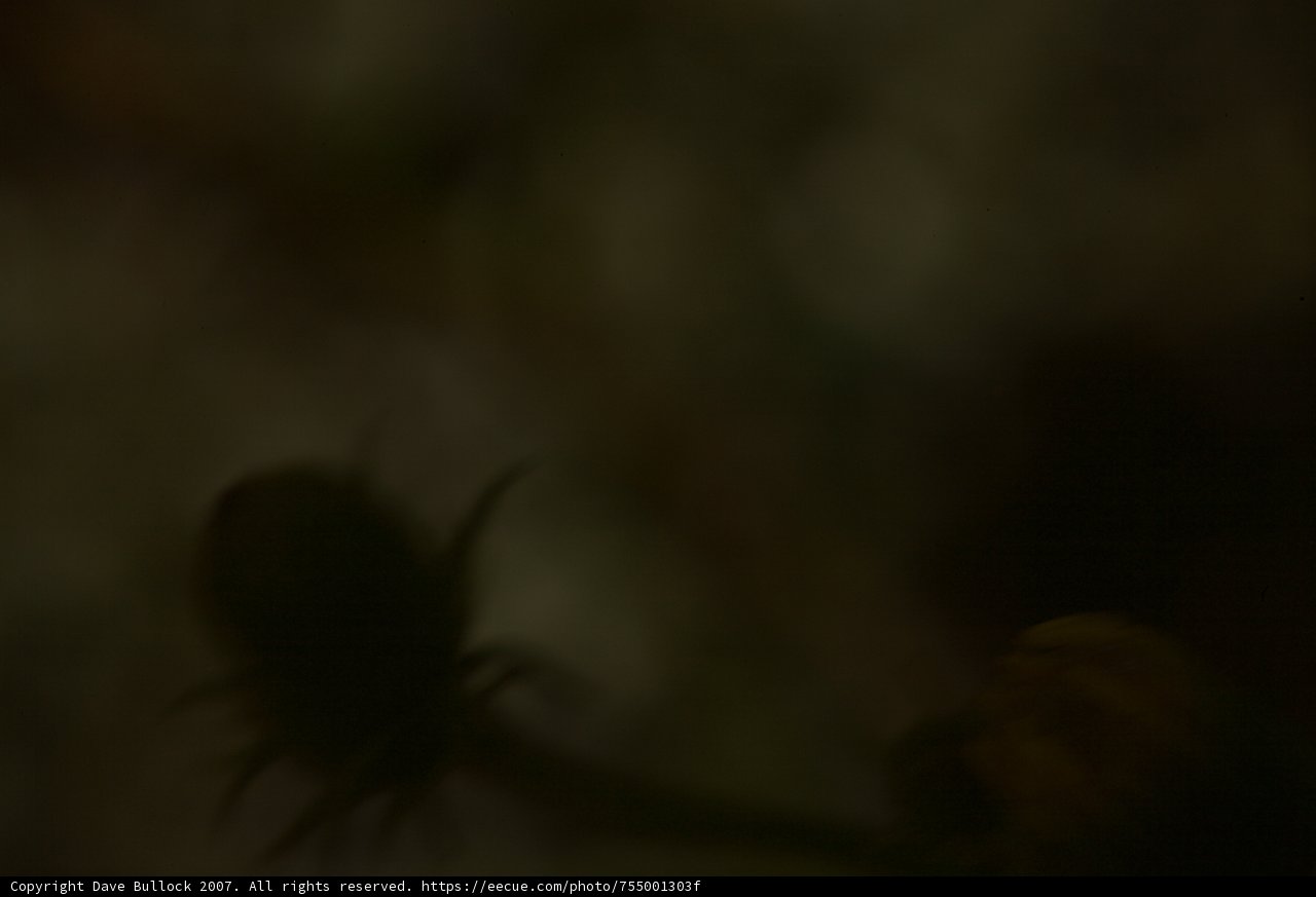 Blurred Daisy in the Dark