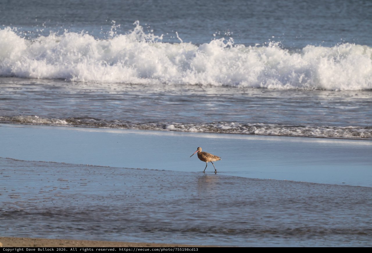 Shorebird Strolling Along Pacific Coast at Drakes Beach