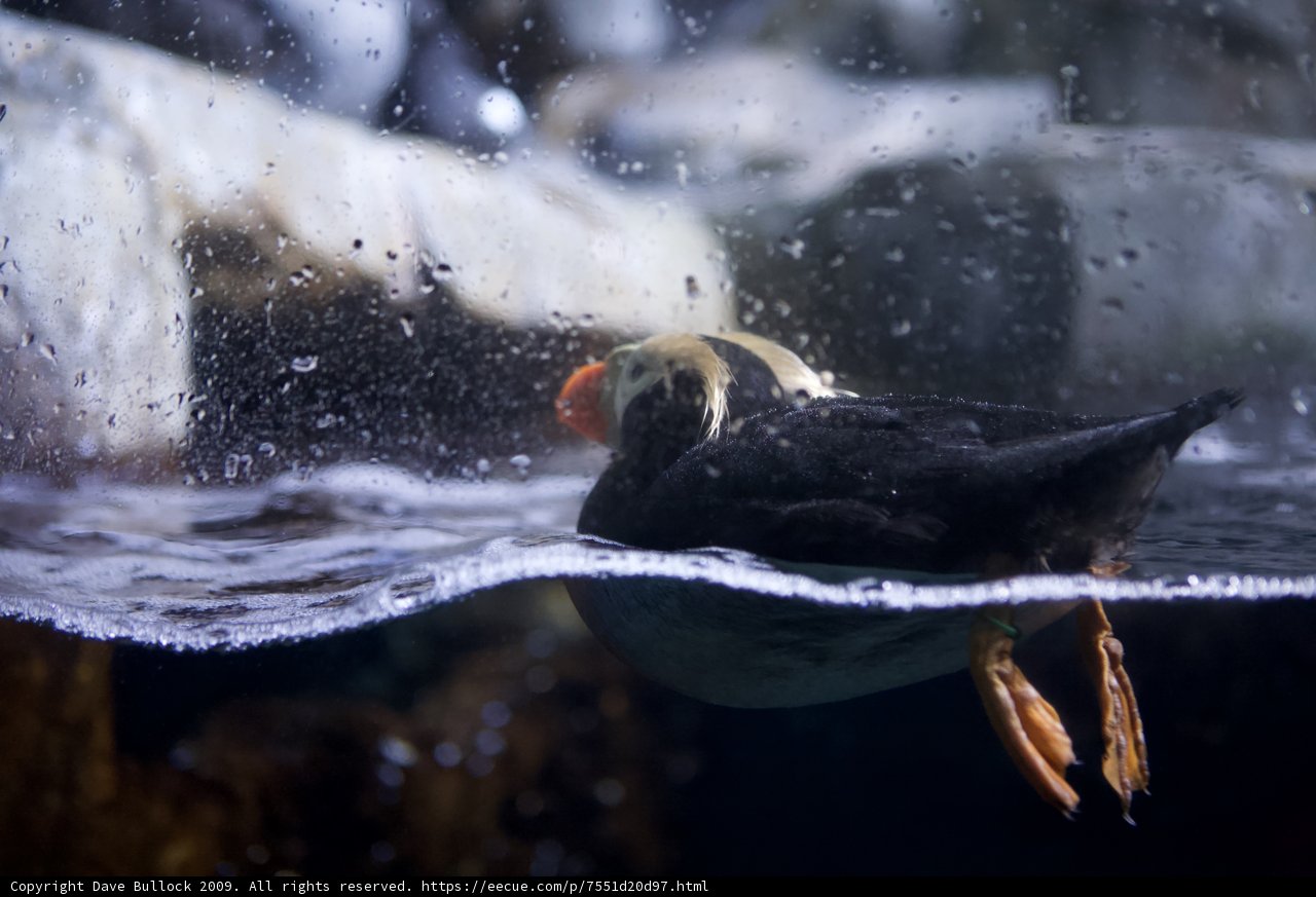 Graceful Puffin Swimming
