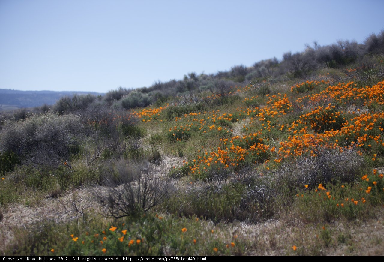 Orange Bloom in a Sea of Green