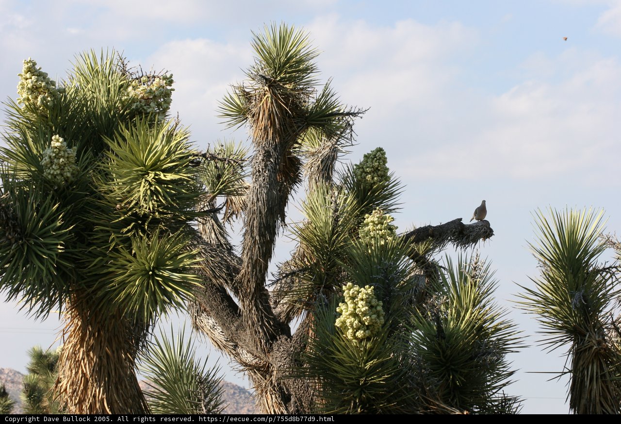 Joshua Tree Birdwatching