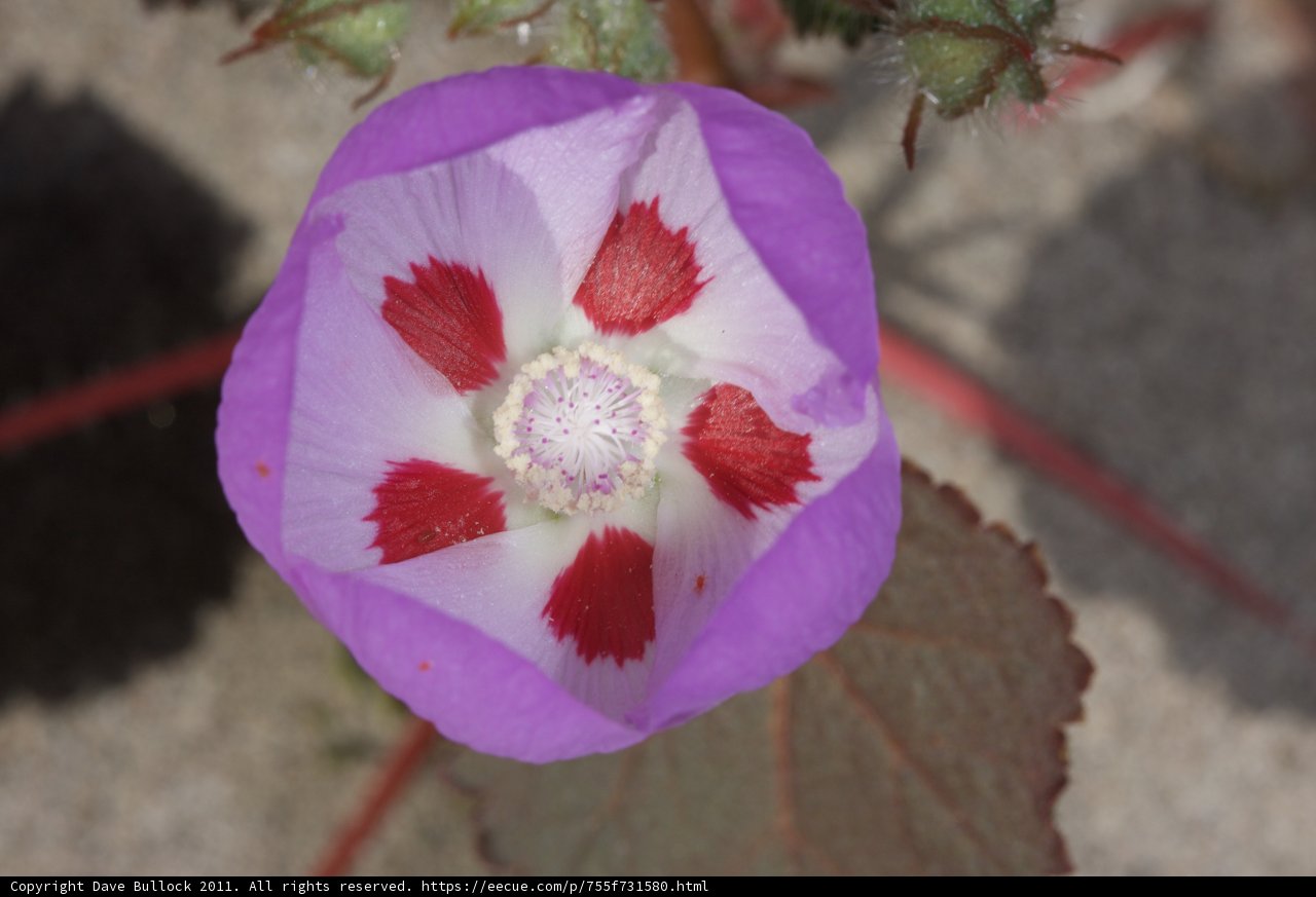 Purple Petunia with Colorful Centers