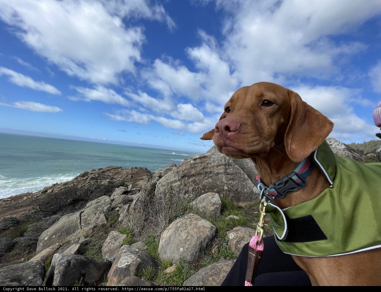 Rocky Beach Companion