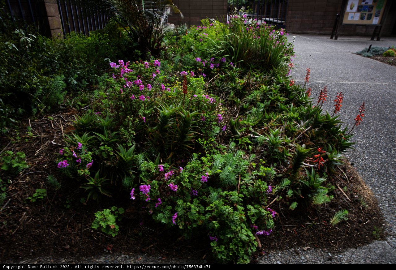 Blooming Wonders at San Francisco Botanical Garden